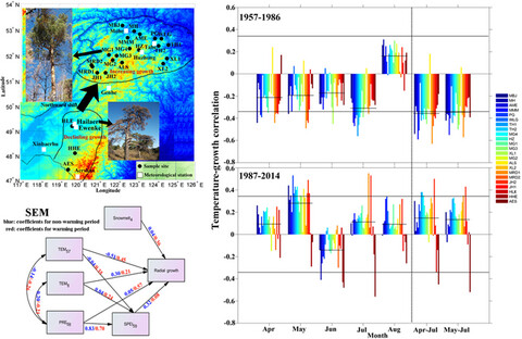 Snowmelt and early to mid-growing season water availability augment tree growth during rapid warming in southern Asian boreal forests