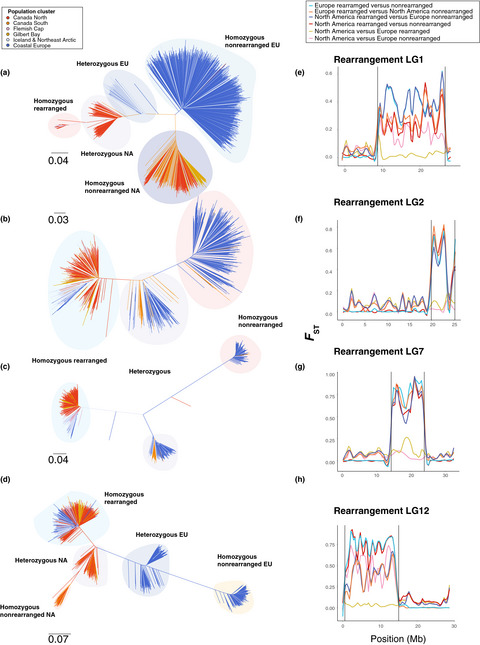 Modular chromosome rearrangements reveal parallel and nonparallel adaptation in a marine fish