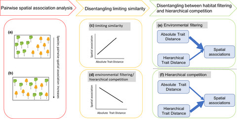 Trait hierarchies are stronger than trait dissimilarities in structuring spatial co-occurrence patterns of common tree species in a subtropical forest