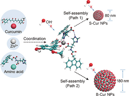 Amino Acid Coordination Driven Self-Assembly for Enhancing both the Biological Stability and Tumor Accumulation of Curcumin
