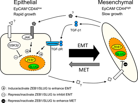 Intratumoral bidirectional transitions between epithelial and mesenchymal cells in triple-negative breast cancer