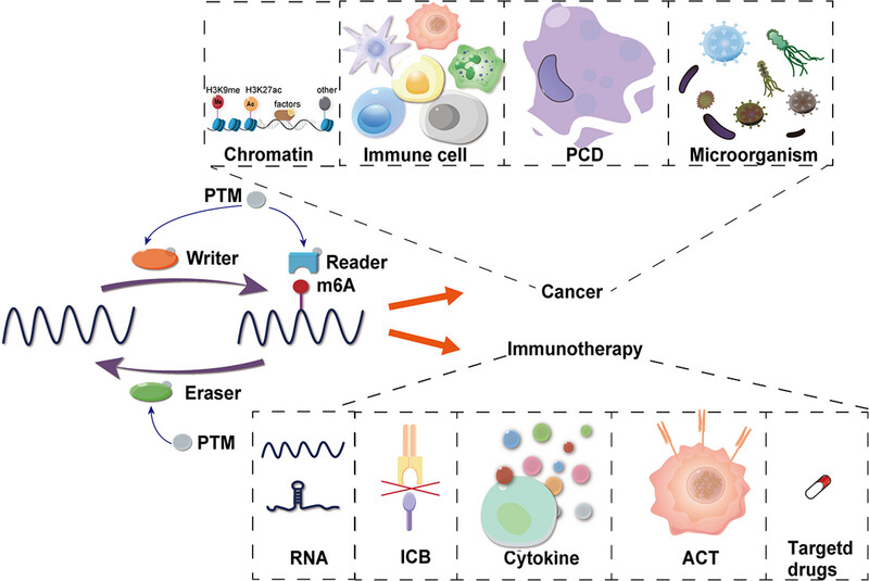 Role of N6-methyladenosine RNA modification in cancer
