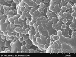 Preparation of Polyglycidylmethacrylate Macropore Beads and Application in Candida species 99–125 Lipase Immobilization
