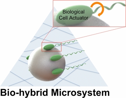 Bio-Hybrid Cell-Based Actuators for Microsystems