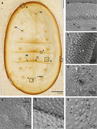 Details are in the caption following the image Details are in the caption following the image