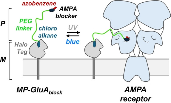Cell-Specific Optical Control of AMPA Glutamate Receptors with a Photoswitchable Tethered Antagonist