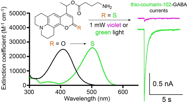 Bidirectional Neuronal Actuation by Uncaging with Violet and Green Light
