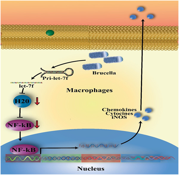 microRNAs in human brucellosis: A promising therapeutic approach and biomarker for diagnosis and treatment