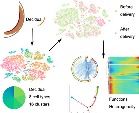 Single-cell RNA sequencing reveals heterogeneity and differential expression of decidual tissues during the peripartum period