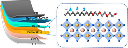 Polyethylene Glycol Dodecyl Ether as Interfacial Modifier for Improving Efficiency of Perovskite Solar Cells