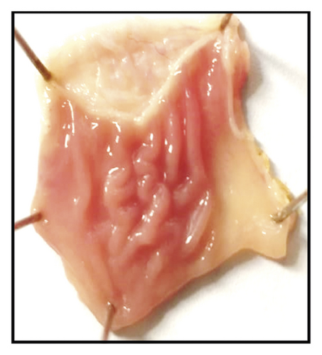 Details are in the caption following the image Details are in the caption following the image