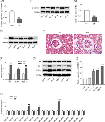 alterations of mice were observed by H&E staining.