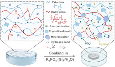 Extreme Toughening of Conductive Hydrogels Through Synergistic Effects of Mineralization, Salting-Out, and Ion Coordination Induced by Multivalent Anions