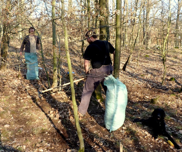 Effects of simulated historical tree litter raking on the understorey vegetation in a central European forest