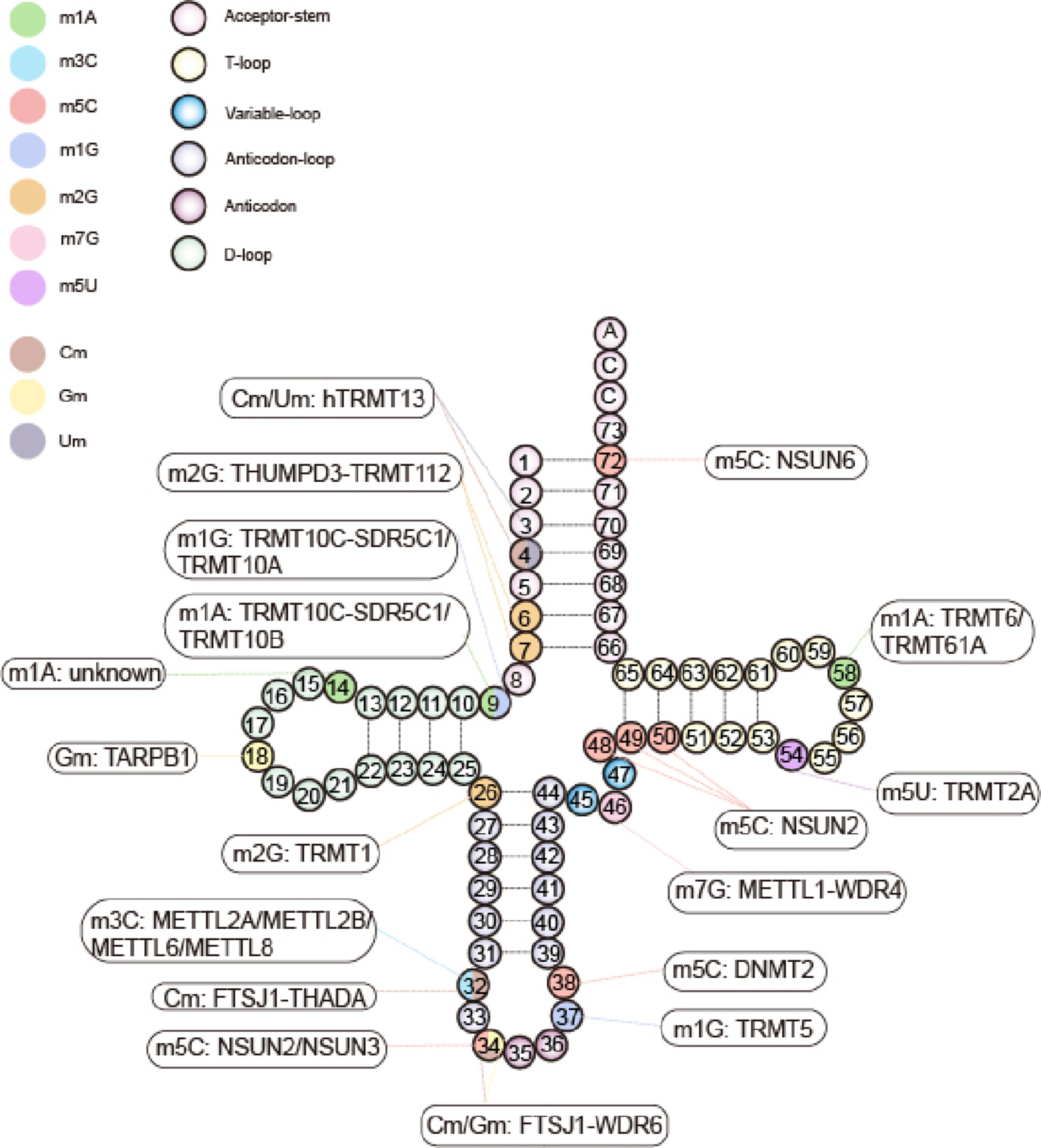 Methylation modifications in tRNA and associated disorders: Current research and potential therapeutic targets