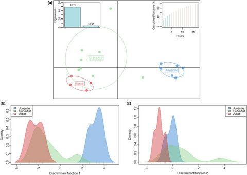 Age group DNA methylation differences in lemon sharks (Negaprion brevirostris): Implications for future age estimation tools