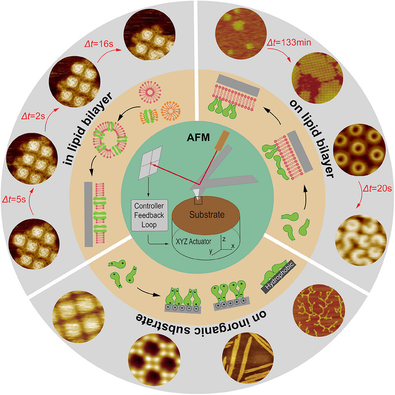 Unveiling the nanoscale architectures and dynamics of protein assembly with in situ atomic force microscopy Issue 5, 2024