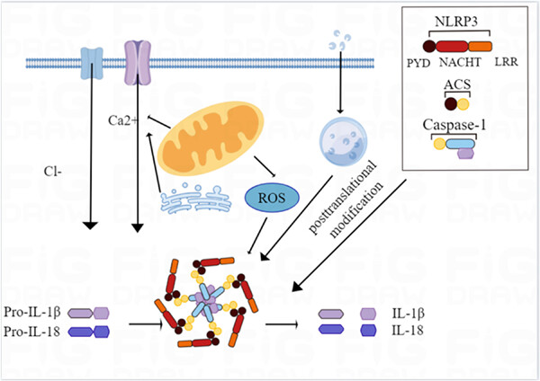 Research progress on the activation mechanism of NLRP3 inflammasome in septic cardiomyopathy