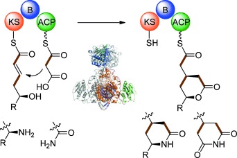 Enzymatische Polyketid-Kettenverzweigung zur Bildung substituierter Lacton-, Lactam- und Glutarimidheterocyclen