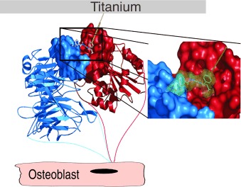 Improving Implant Materials by Coating with Nonpeptidic, Highly Specific Integrin Ligands
