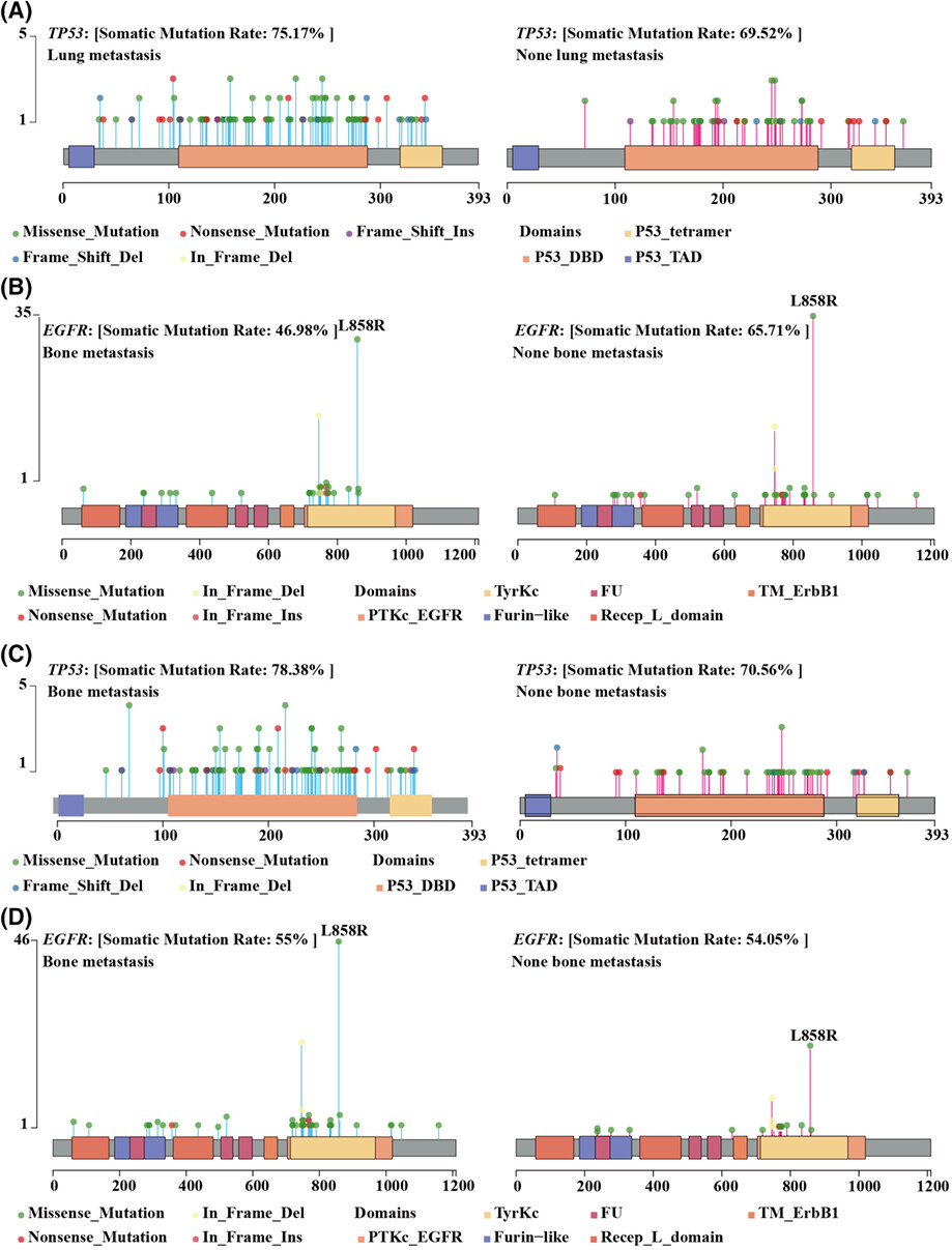 Identification of nine mutant genes and establishment of three prediction models of organ tropism metastases of non-small cell lung cancer