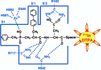 A Labeled Neutral Endopeptidase Inhibitor as a Potential Tool for Tumor Diagnosis and Prognosis