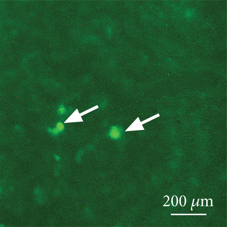 Details are in the caption following the image