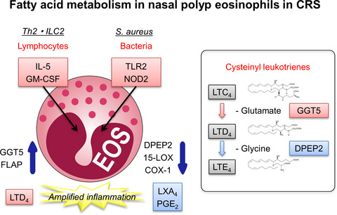 Dysregulated fatty acid metabolism in nasal polyp-derived eosinophils from patients with chronic rhinosinusitis
