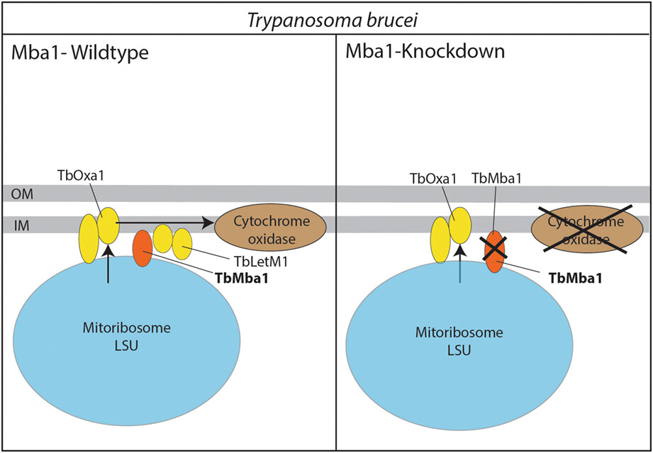The Mba1 homologue of Trypanosoma brucei is involved in the biogenesis of oxidative phosphorylation complexes