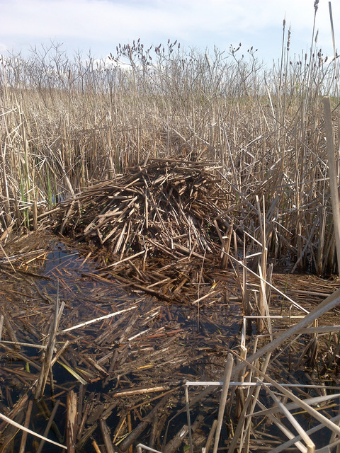 Historical surveys reveal a long-term decline in muskrat populations