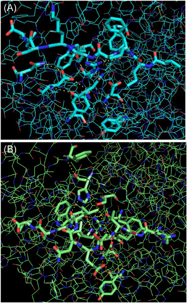 Study on the contrast of the MHC–peptide interaction of B2/B21 haplotype and MHC-related virus resistance in chickens