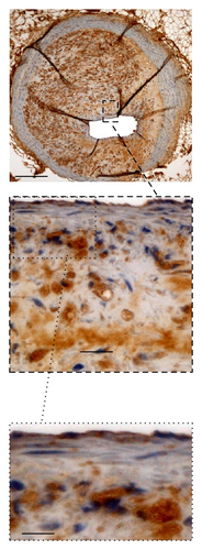 Details are in the caption following the image