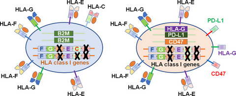 Generation of universal and hypoimmunogenic human pluripotent stem cells
