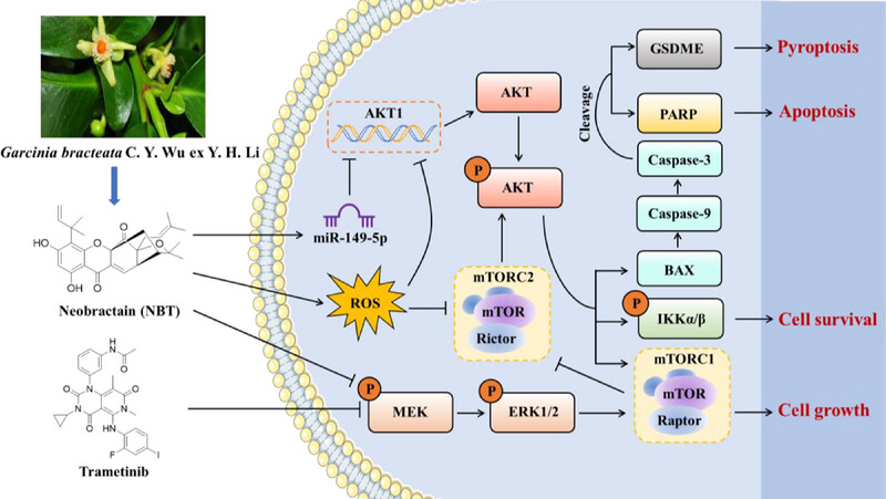 Neobractatin and Trametinib Synergistically Induce Apoptosis and Gasdermin E-Dependent Pyroptosis in Pancreatic Cancer Cells