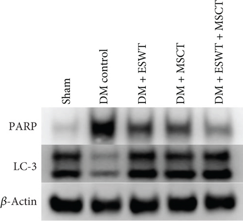 Details are in the caption following the image
