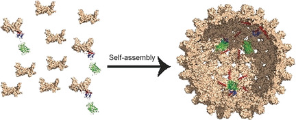 A Protein-Based Encapsulation System with Calcium-Controlled Cargo Loading and Detachment
