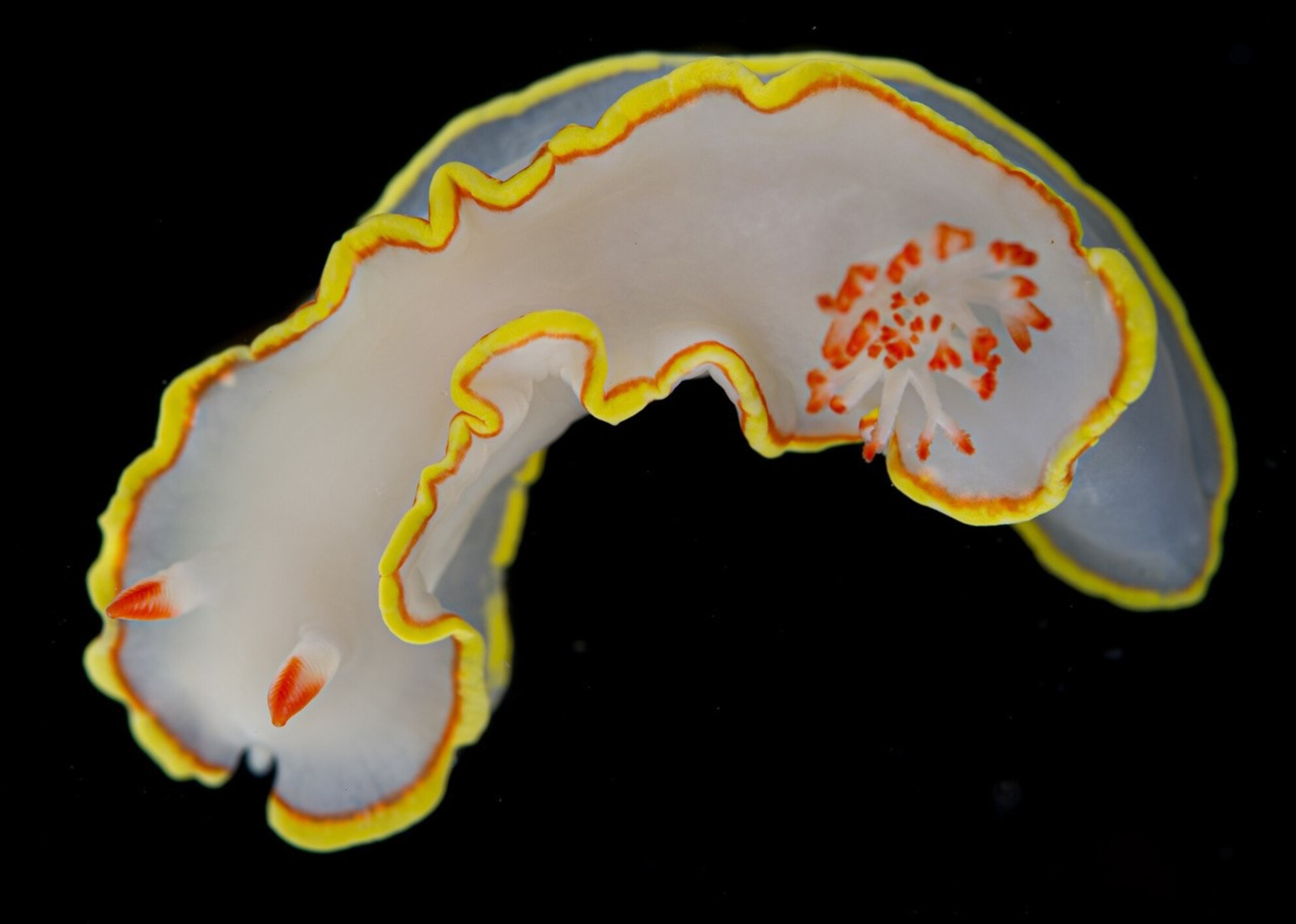 Validating a molecular clock for nudibranchs—No fossils to the rescue