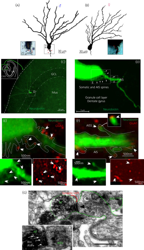 Microglial synaptic pruning on axon initial segment spines of dentate granule cells: Sexually dimorphic effects of early-life stress and consequences for adult fear response