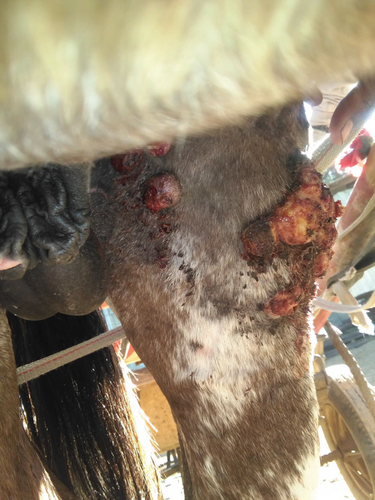 Details are in the caption following the image Details are in the caption following the image