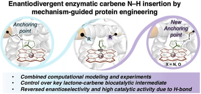 Reversing the Enantioselectivity of Enzymatic Carbene N−H Insertion Through Mechanism-Guided Protein Engineering**