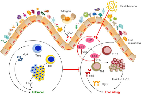 Bifidobacterium breve M-16V alters the gut microbiota to alleviate OVA-induced food allergy through IL-33/ST2 signal pathway