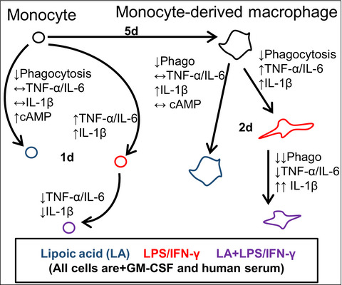 Lipoic acid modulates inflammatory responses of monocytes and monocyte-derived macrophages from healthy and relapsing-remitting multiple sclerosis patients