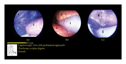 Details are in the caption following the image Details are in the caption following the image