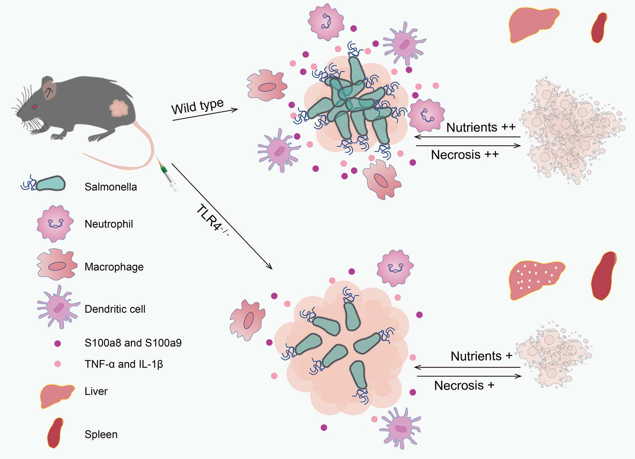 S100a8/a9 regulated by LPS/TLR4 axis plays an important role in Salmonella-based tumor therapy and host defense