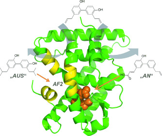 A Natural-Product Switch for a Dynamic Protein Interface