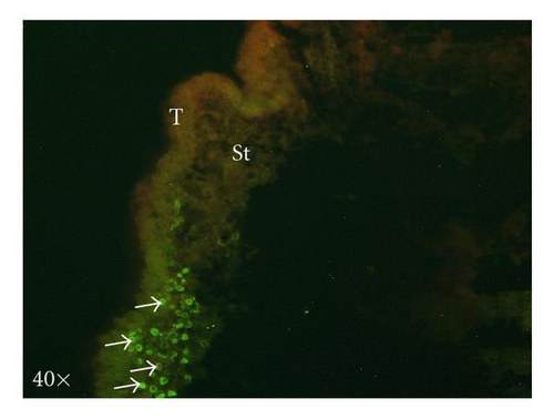 Details are in the caption following the image Details are in the caption following the image