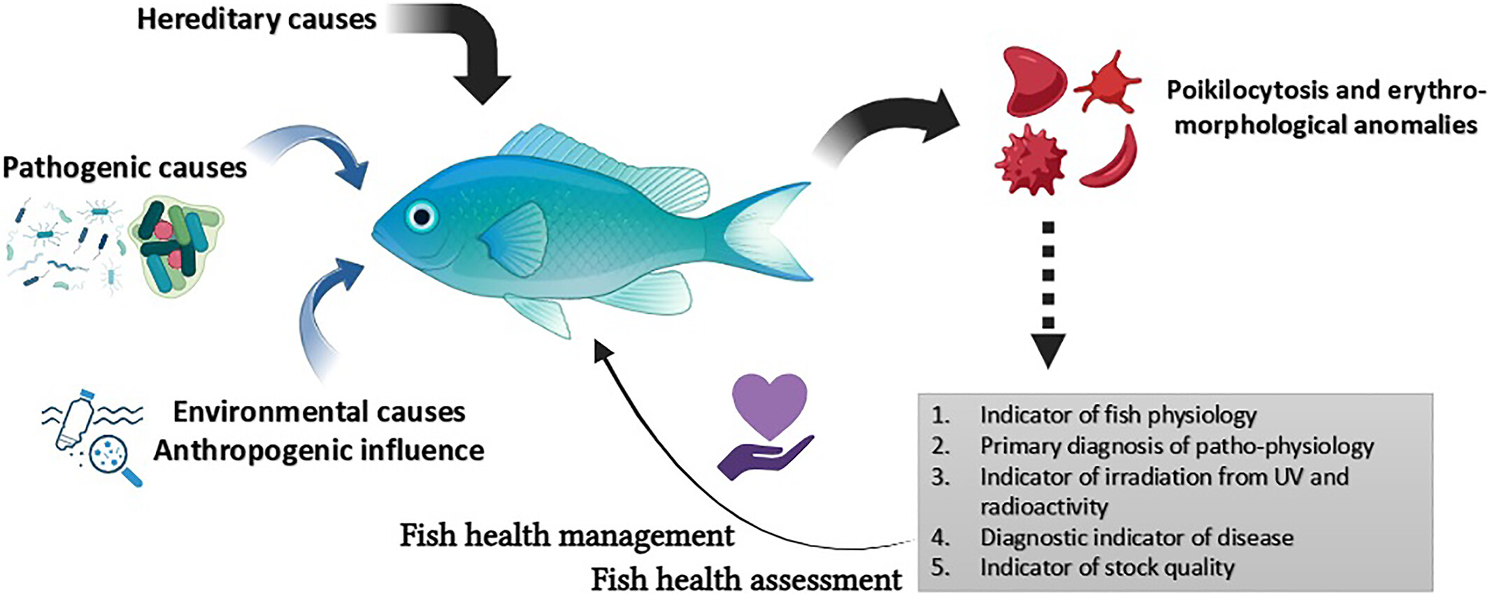 Visualization of poikilocytosis as an emerging erythrocytic biomarker for fish health assessment Issue 2, 2024