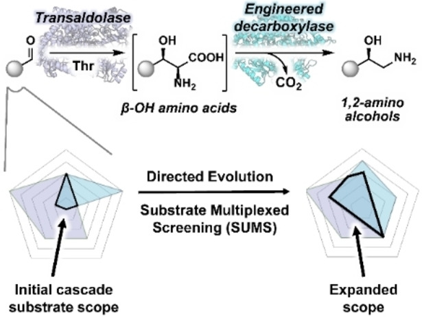Engineering Enzyme Substrate Scope Complementarity for Promiscuous Cascade Synthesis of 1,2-Amino Alcohols