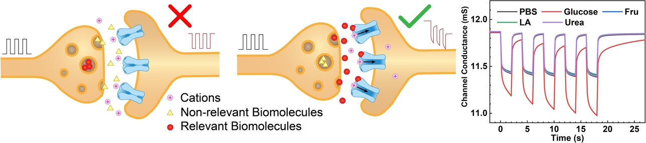 An Aqueous Electrolyte Gated Artificial Synapse with Synaptic Plasticity Selectively Mediated by Biomolecules