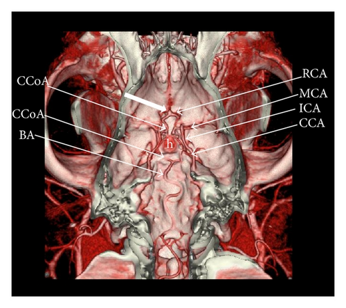 Details are in the caption following the image Details are in the caption following the image